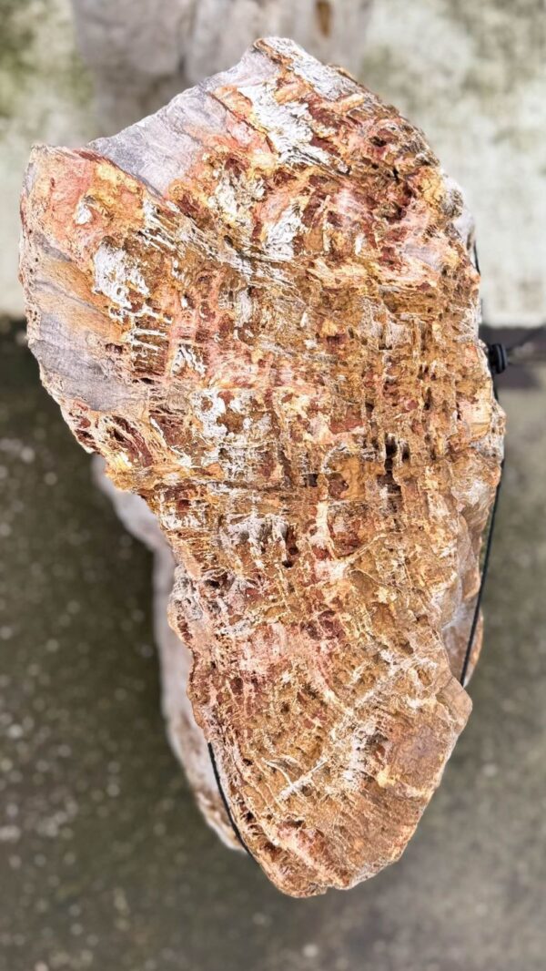 Memorial stone petrified wood 57112