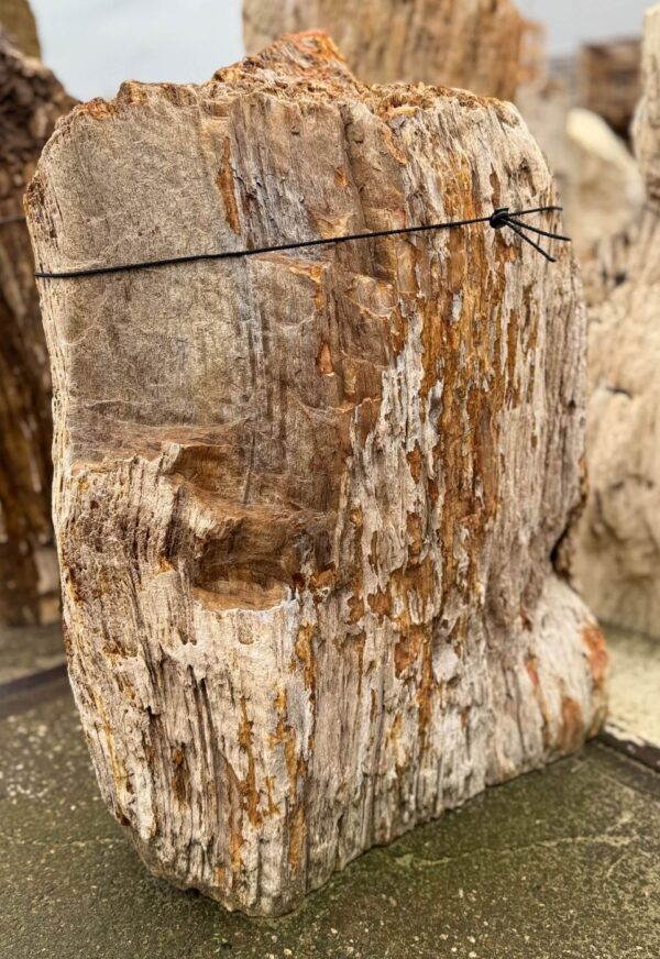 Memorial stone petrified wood 57112