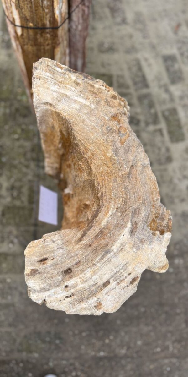 Memorial stone petrified wood 57115