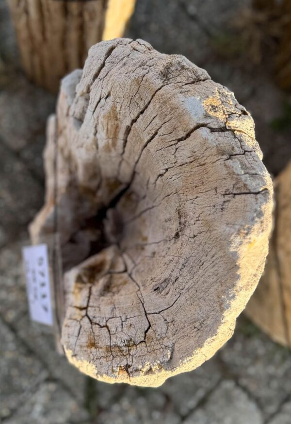 Memorial stone petrified wood 57117