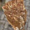 Memorial stone petrified wood 57128