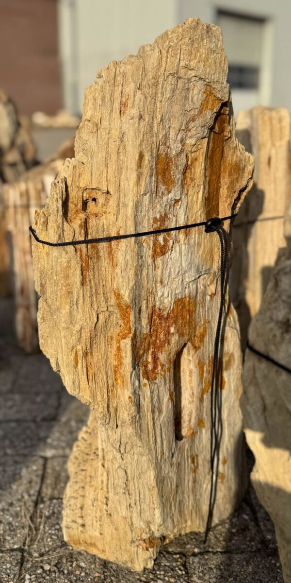 Memorial stone petrified wood 57131