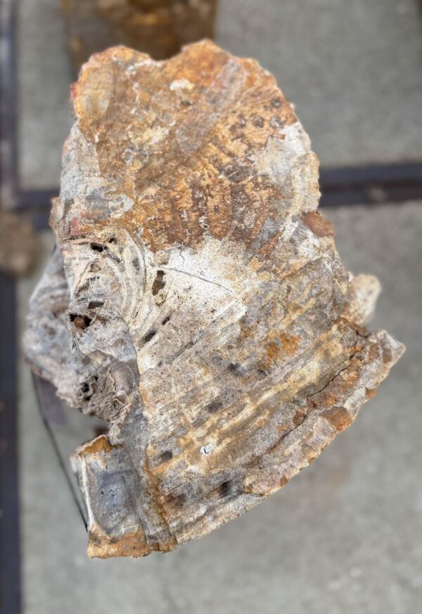 Memorial stone petrified wood 57133