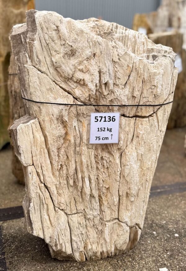 Memorial stone petrified wood 57136