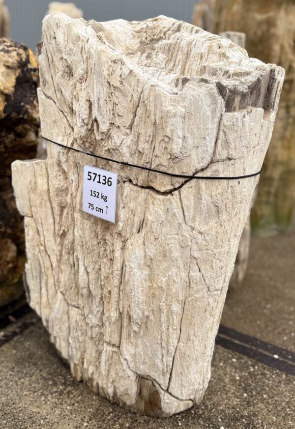 Memorial stone petrified wood 57136