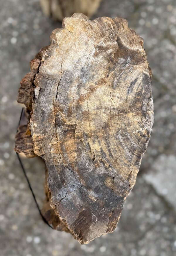 Memorial stone petrified wood 57137