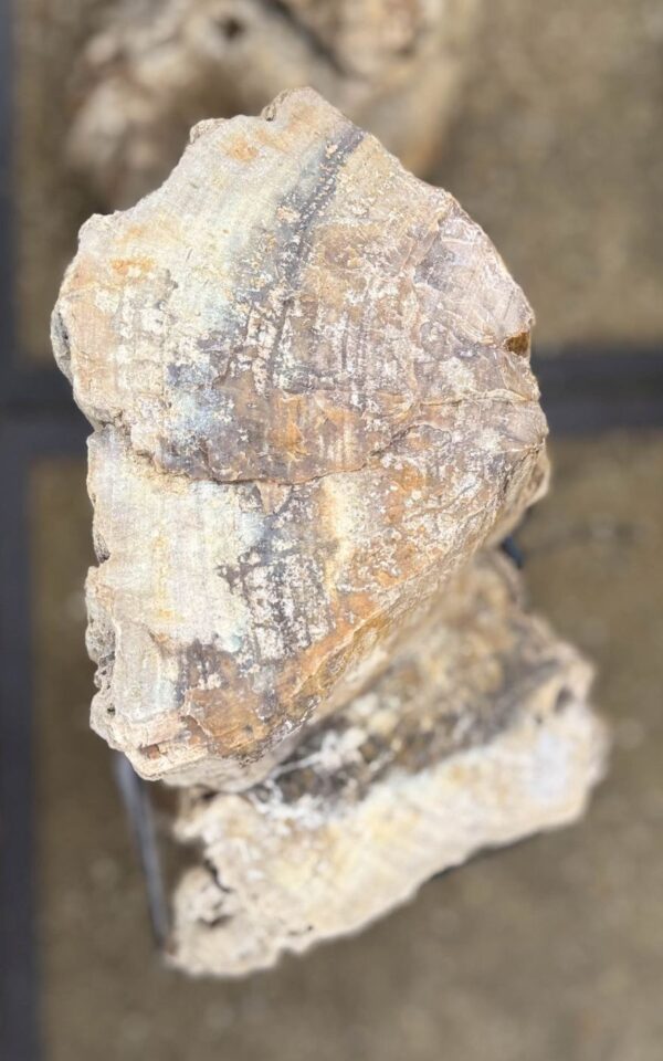 Memorial stone petrified wood 57140