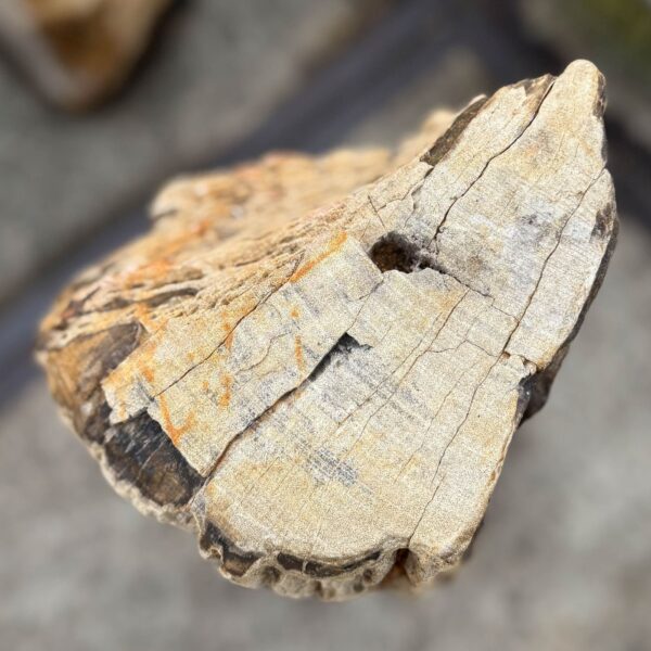 Memorial stone petrified wood 57142