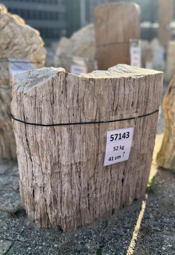 Memorial stone petrified wood 57143