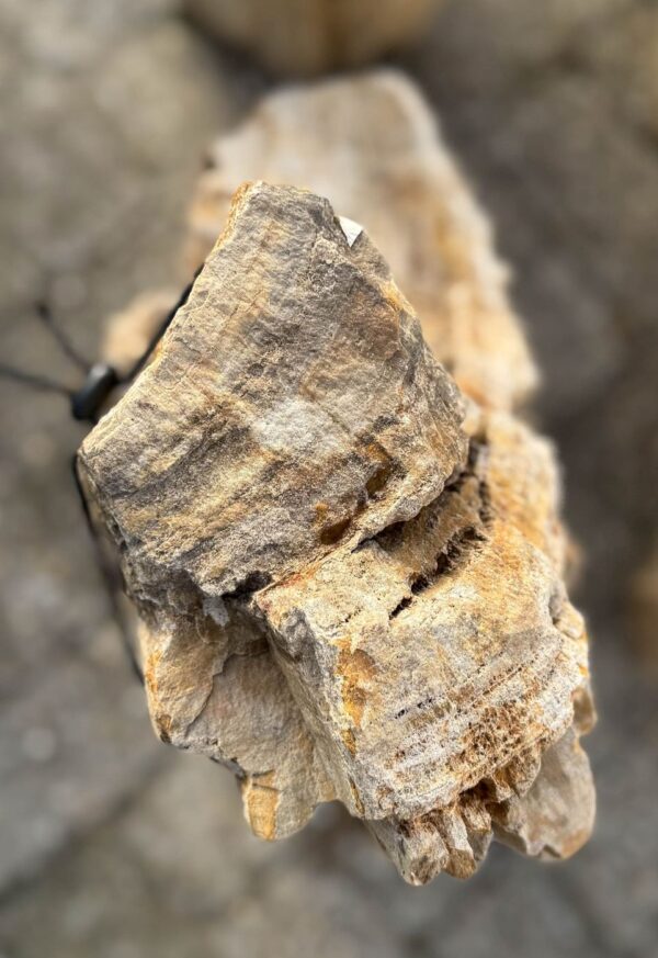 Memorial stone petrified wood 57144