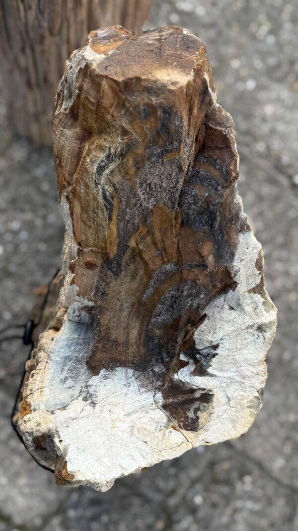 Memorial stone petrified wood 57147