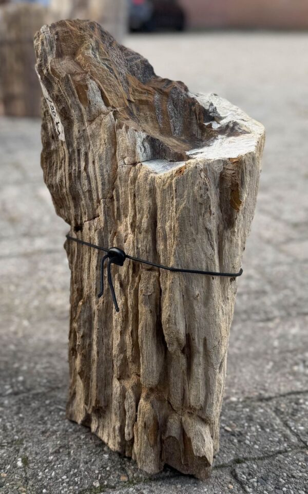 Memorial stone petrified wood 57147