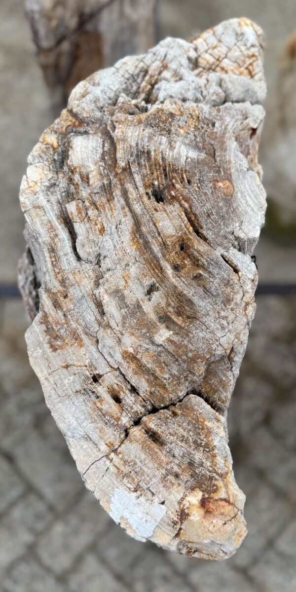 Memorial stone petrified wood 57150