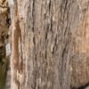 Memorial stone petrified wood 57150