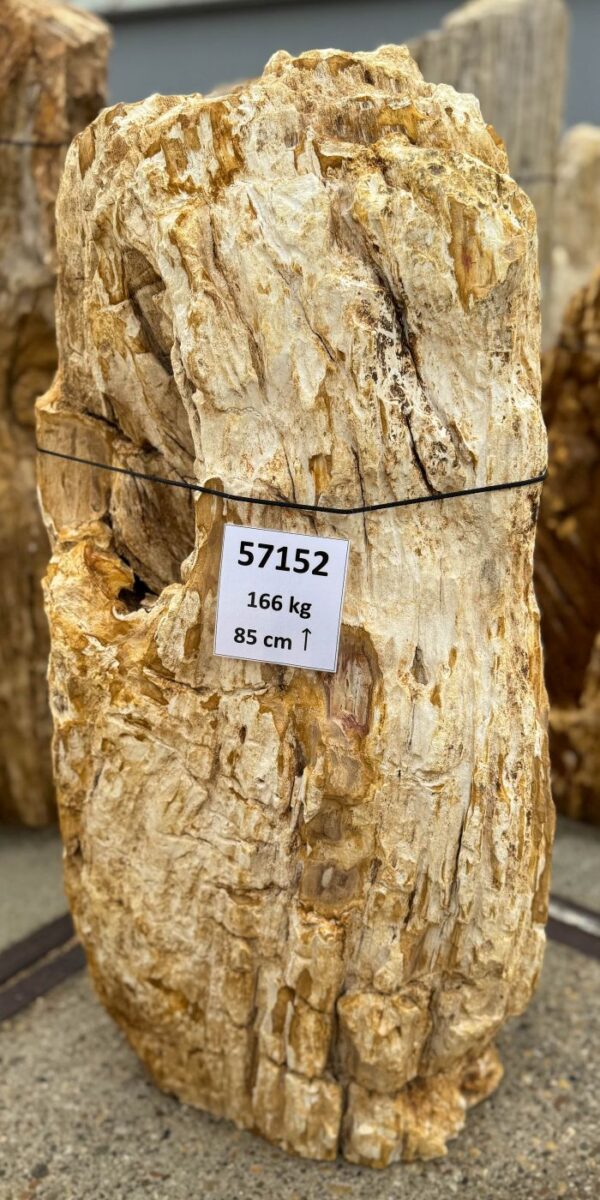 Memorial stone petrified wood 57152