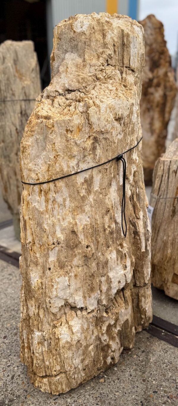 Memorial stone petrified wood 57154