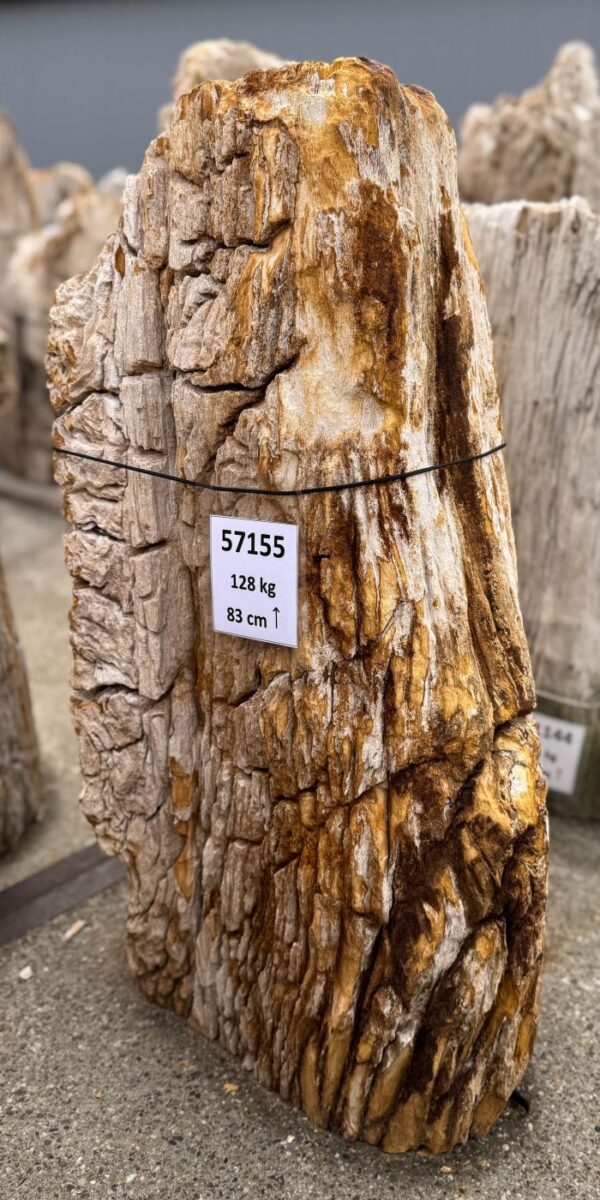 Memorial stone petrified wood 57155