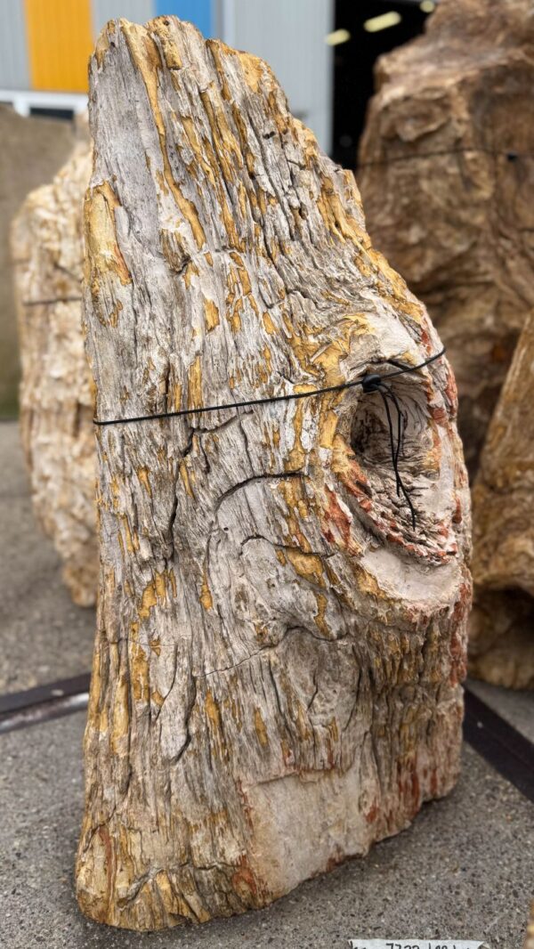 Memorial stone petrified wood 57156