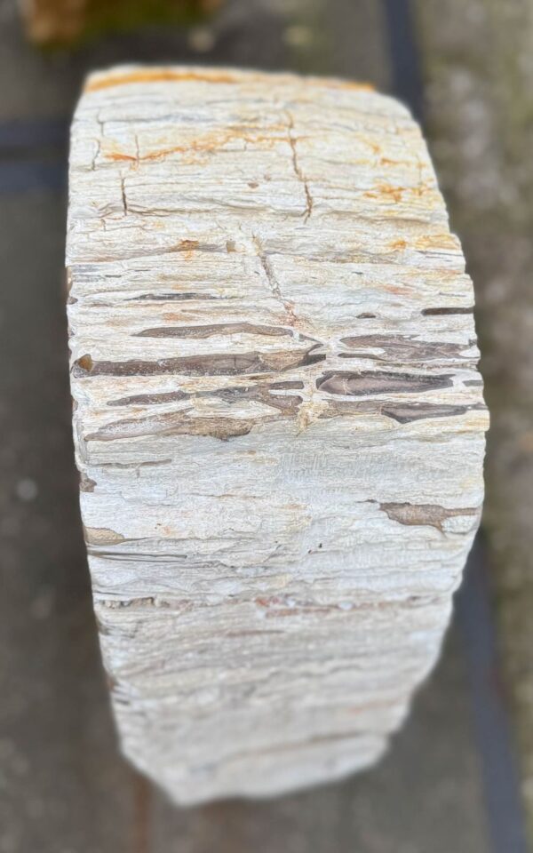 Memorial stone petrified wood 57160