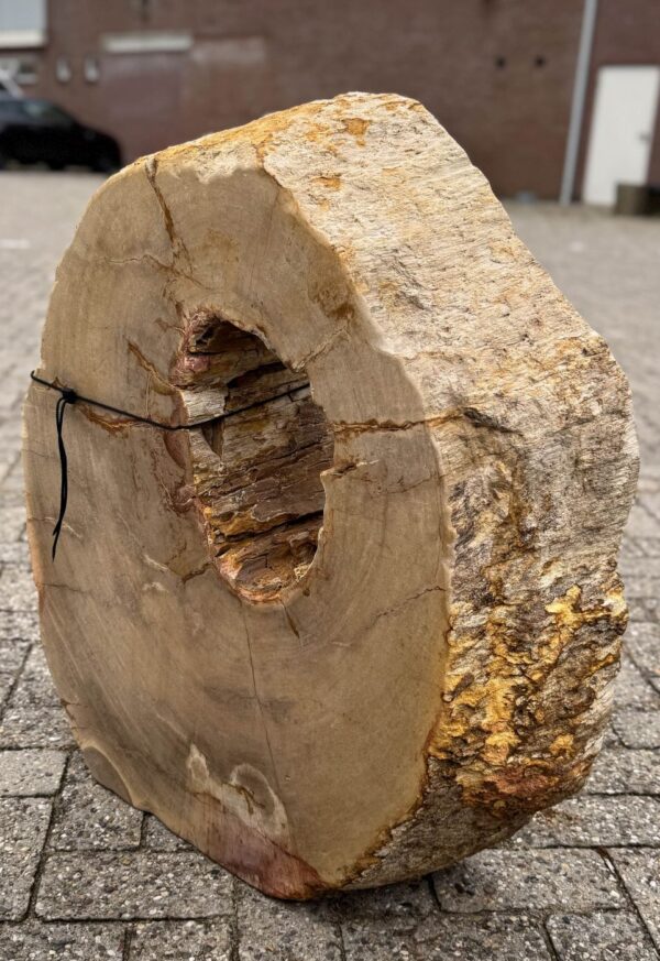 Memorial stone petrified wood 57162