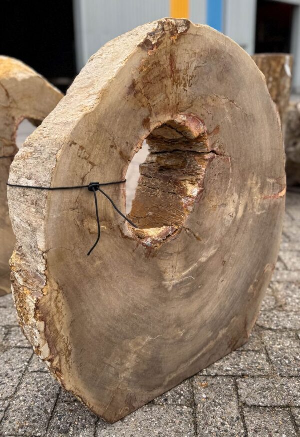 Memorial stone petrified wood 57163