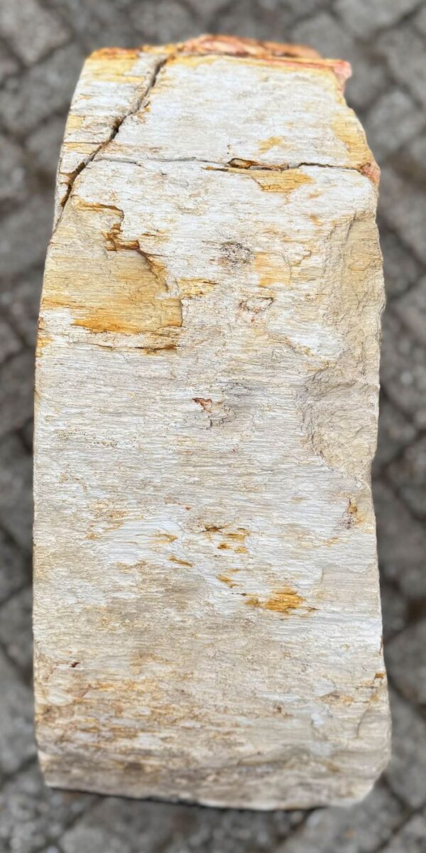 Memorial stone petrified wood 57164