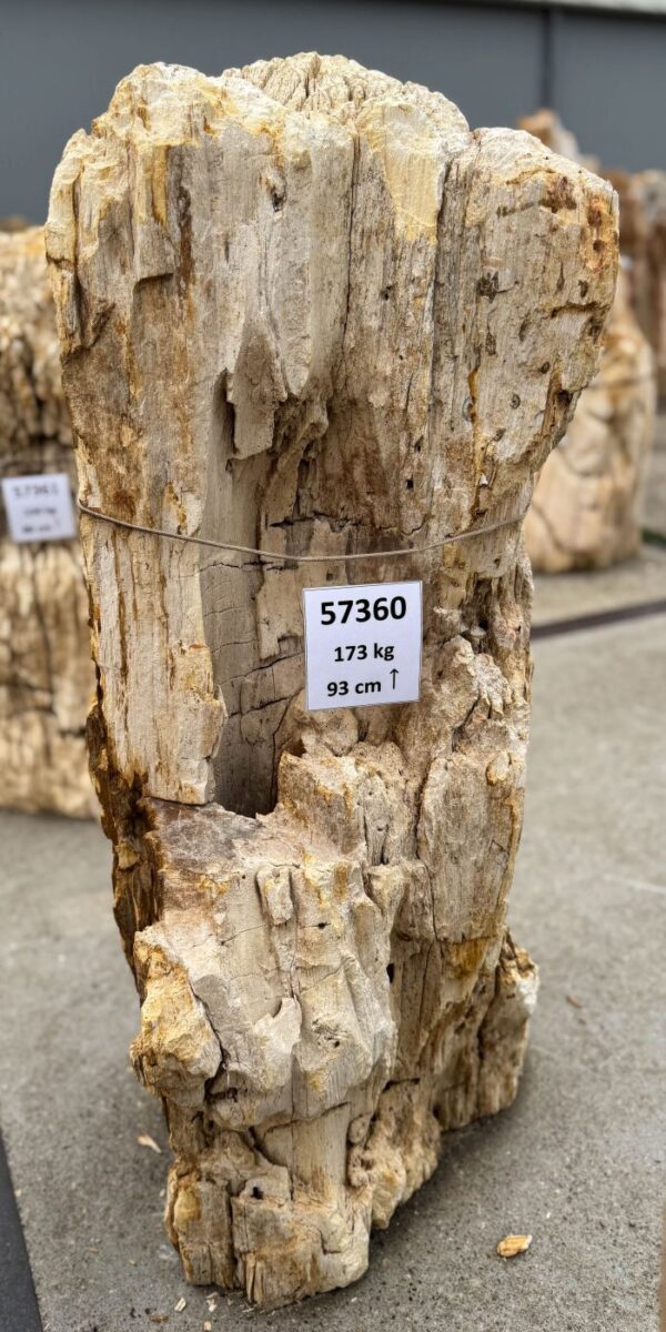 Memorial stone petrified wood 57360