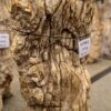 Memorial stone petrified wood 57361