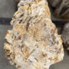 Memorial stone petrified wood 57361
