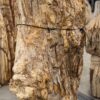 Memorial stone petrified wood 57361