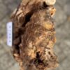 Memorial stone petrified wood 57364