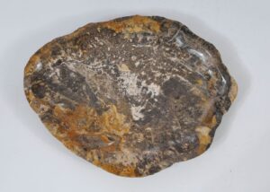 Plate petrified wood 56016