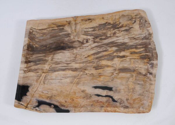 Plate petrified wood 56017