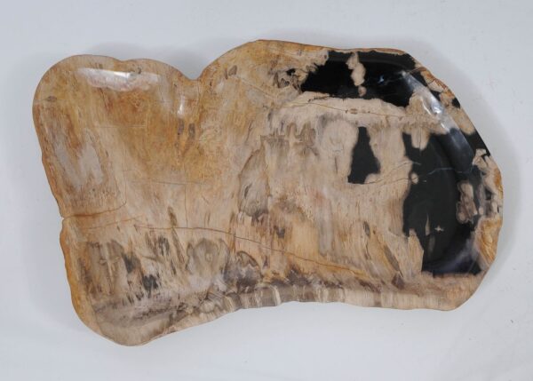 Plate petrified wood 56019