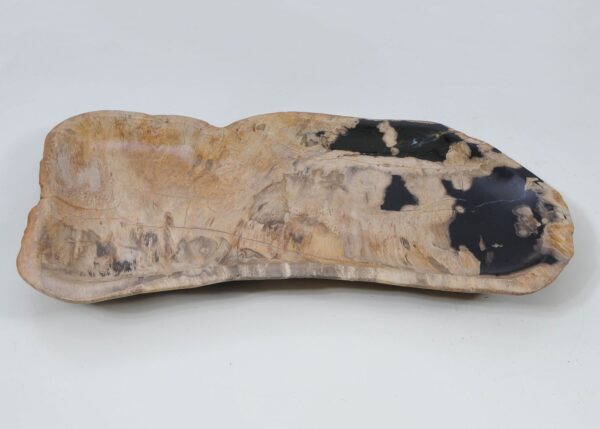 Plate petrified wood 56019