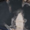 Plate petrified wood 56021