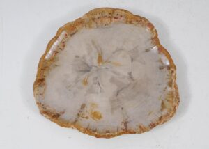 Plate petrified wood 56022