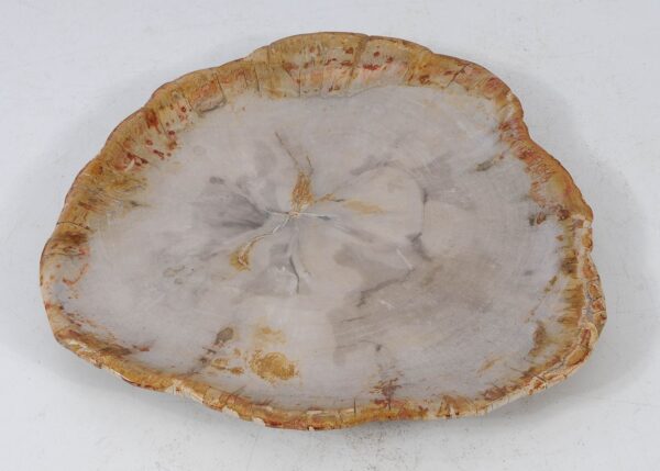 Plate petrified wood 56022