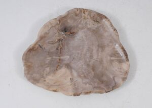 Plate petrified wood 56025