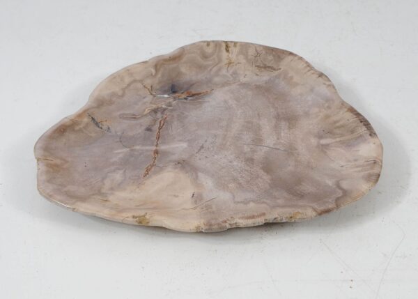 Plate petrified wood 56025