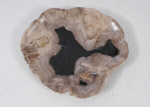 Plate petrified wood 56026