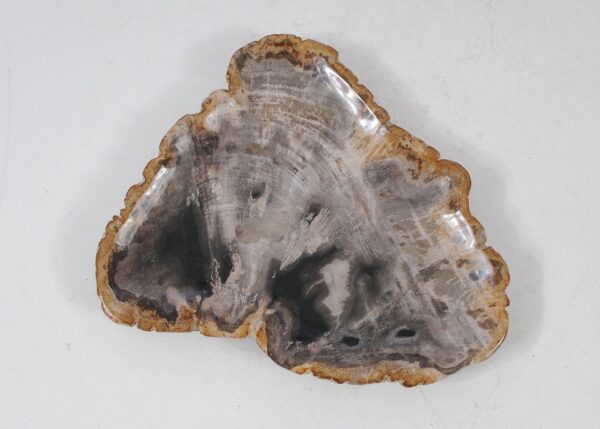 Plate petrified wood 56027