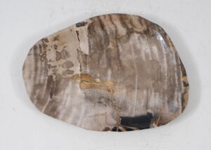 Plate petrified wood 56028