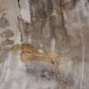 Plate petrified wood 56028