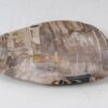 Plate petrified wood 56028