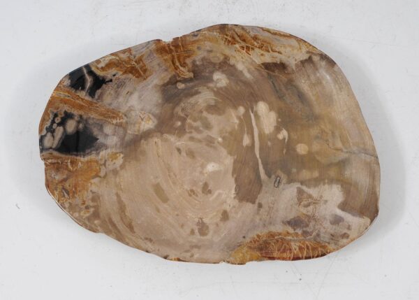 Plate petrified wood 56029