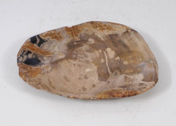 Plate petrified wood 56029