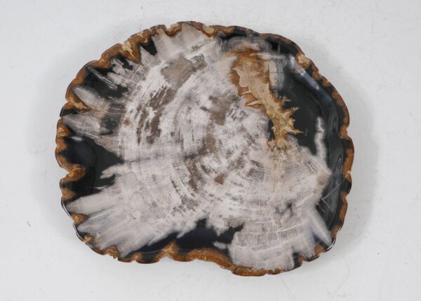 Plate petrified wood 56030