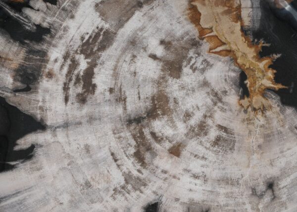 Plate petrified wood 56030