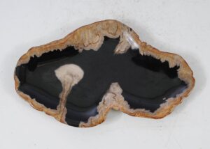 Plate petrified wood 56036